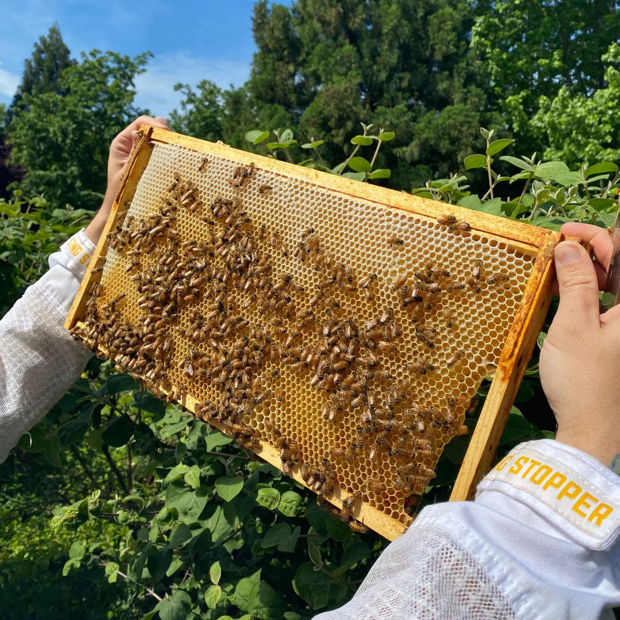 Organic Wildflower Honey